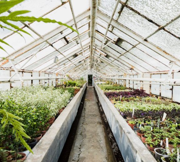 Our greenhouse farming solutions are designed to eliminate the limitations of weather, seasonality, and environmental risks.