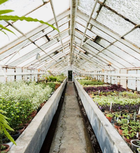 Our greenhouse farming solutions are designed to eliminate the limitations of weather, seasonality, and environmental risks.