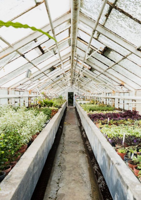 Our greenhouse farming solutions are designed to eliminate the limitations of weather, seasonality, and environmental risks.