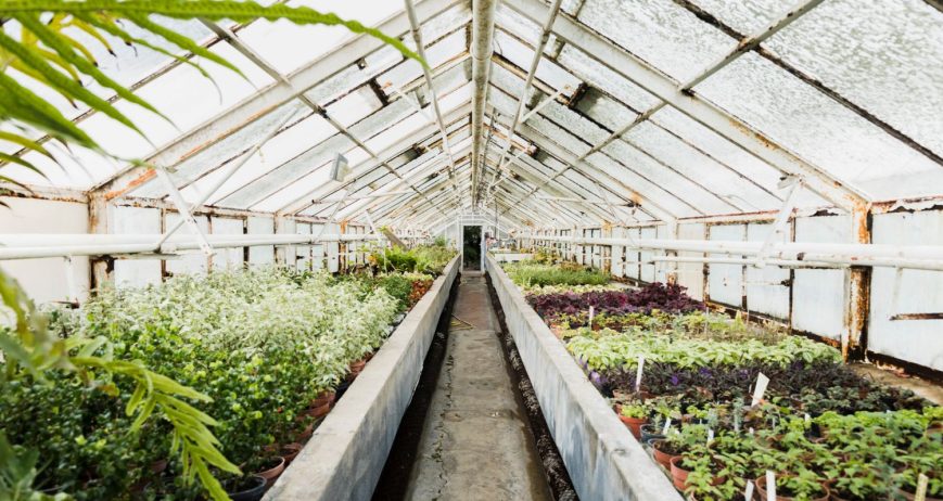 Our greenhouse farming solutions are designed to eliminate the limitations of weather, seasonality, and environmental risks.