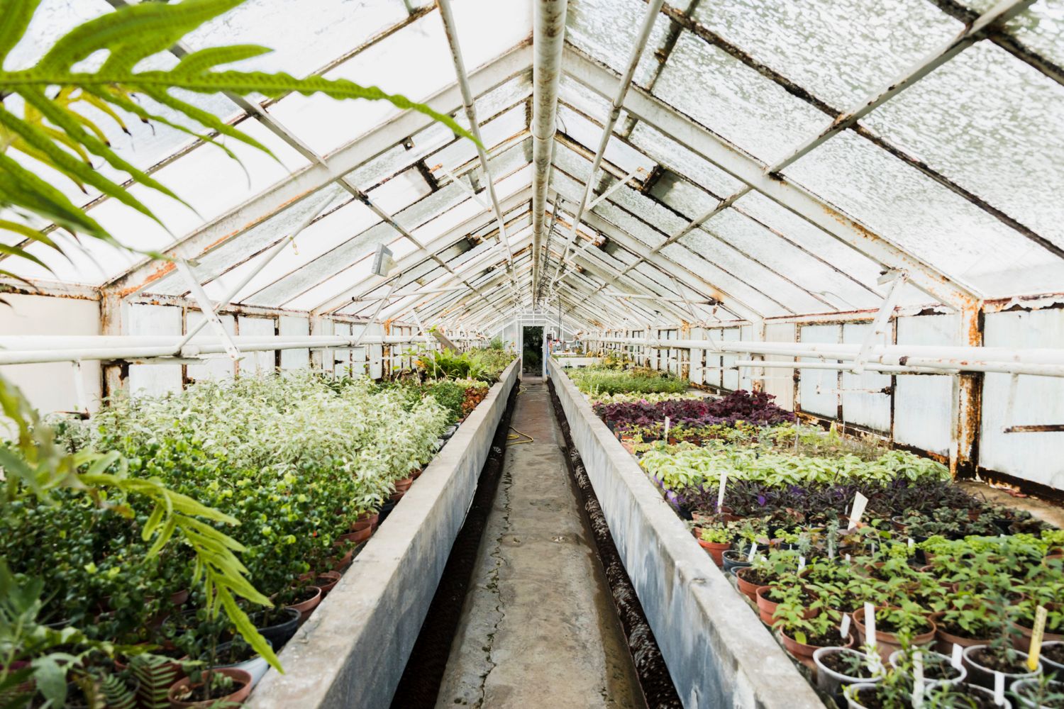 Our greenhouse farming solutions are designed to eliminate the limitations of weather, seasonality, and environmental risks.