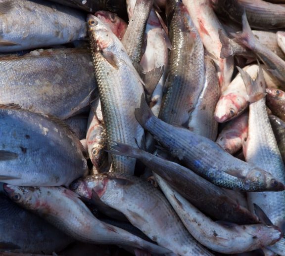 Professional fishery and aquaculture services focused on sustainable production and high output.