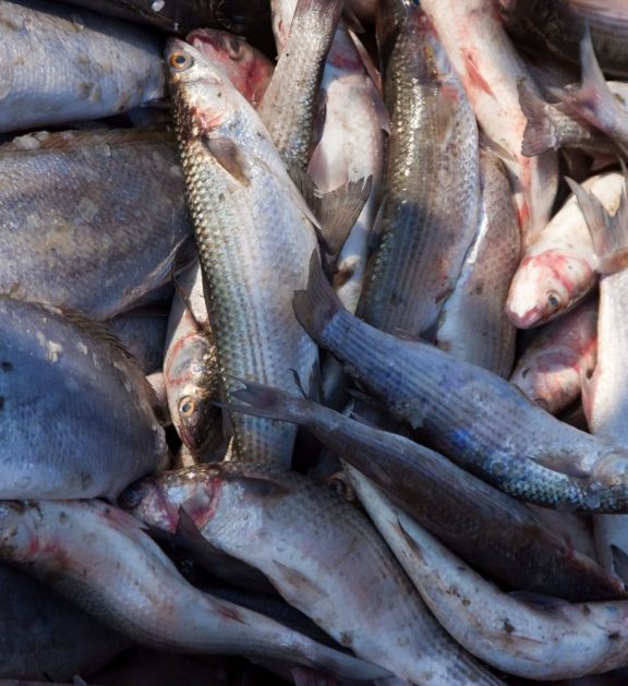 Professional fishery and aquaculture services focused on sustainable production and high output.