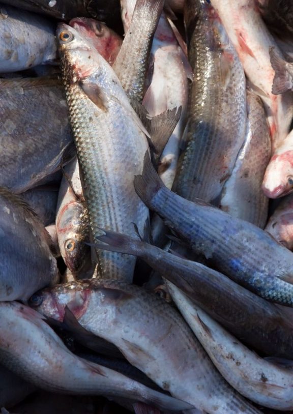 Professional fishery and aquaculture services focused on sustainable production and high output.