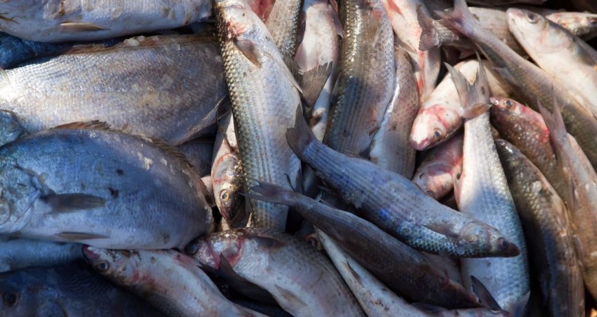 Professional fishery and aquaculture services focused on sustainable production and high output.