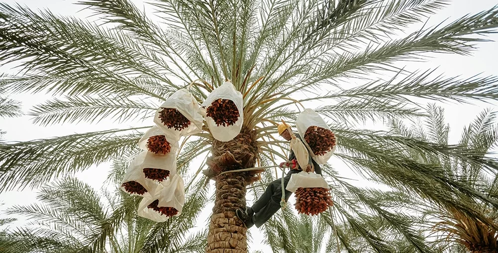 Organic farms avoid toxic inputs, improve soil health, grow clean, sustainable food that supports nature.